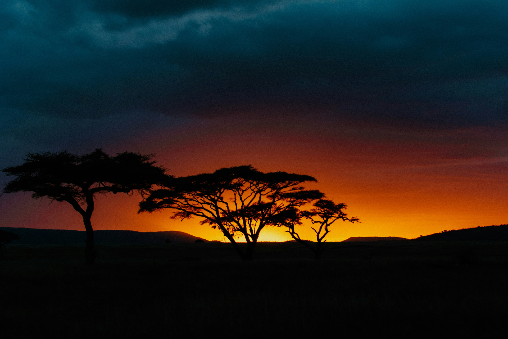Acacia trees silhouetted against a fiery Serengeti sunset